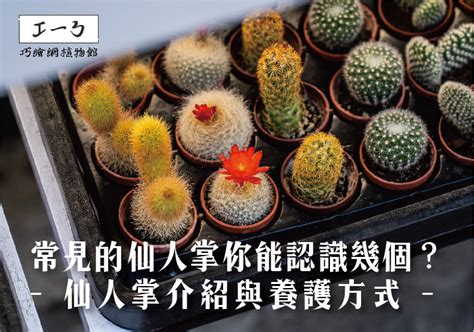 球狀仙人掌|仙人球最常見的品種，你能認識幾個？